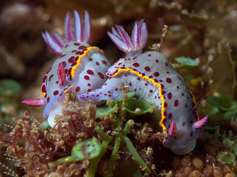 Hypselodoris bennetti. Julian Rocks, Byron Bay. by Doug Anderson 