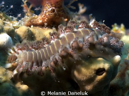 Bearded fireworm by Melanie Daneluk 