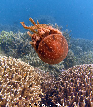 jellyfish--sealife DC1000.... by Richard Campbell 