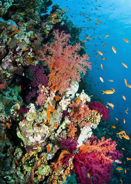 Soft corals on Jackson Reef by Paul Colley 