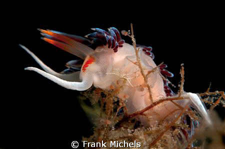Hanging Loose
Catena Peregrina
Photo Taken at the Lavez... by Frank Michels 