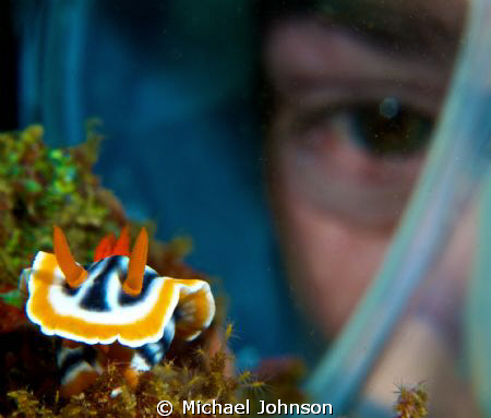 Dive Buddy checking out the Nudi..... by Michael Johnson 