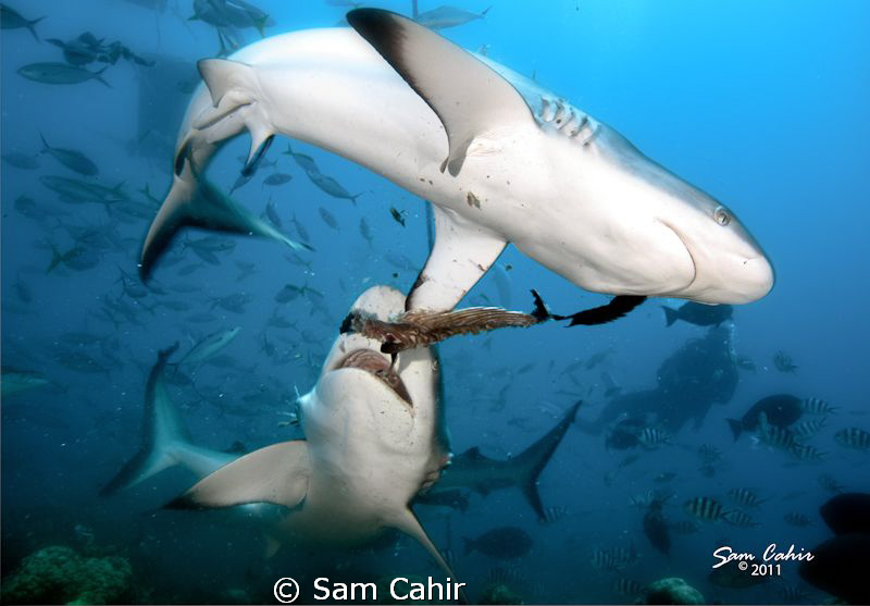 Dominance - The first dive of 2011 sees these two grey re... by Sam Cahir 