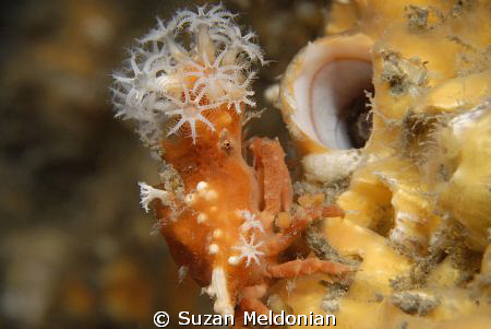 I just love how on a night dive you will come upon a habi... by Suzan Meldonian 
