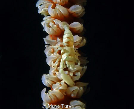 Coral Whip Shrimp. Shot on an Olympus SP350 on 29th Decem... by Mark Tarsh 