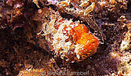 didn't think you noticed..sealife DC1000.. by Richard Campbell 