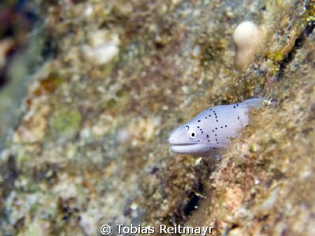 Peppered moray on El Mina Wreck, Hurghada. Canon 350d, 18... by Tobias Reitmayr 