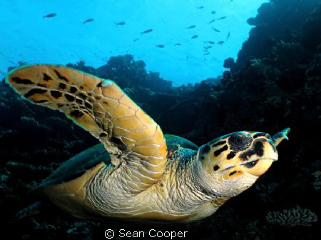 Canon g10&Fantasea big eye&Epoque ES350DS by Sean Cooper 