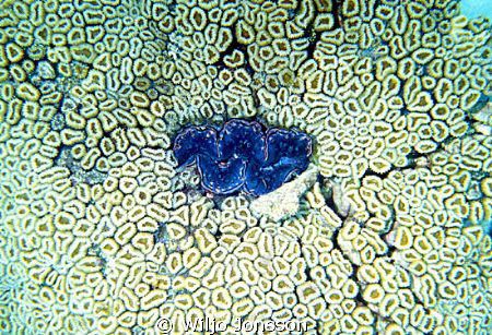 Young giant clam embedded in coral at the Red Sea
Tridac... by Wiljo Jonsson 