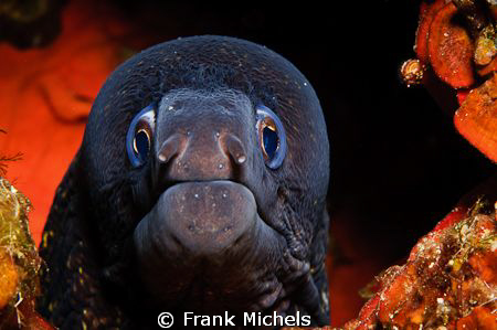 Hey Stattler where is Waldorf ?

This Beauty remembered... by Frank Michels 