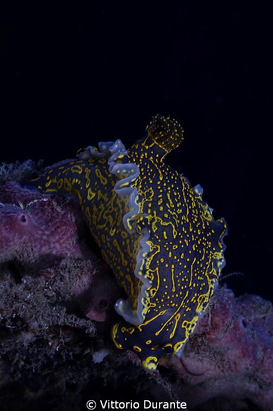Mediterranean nudi by Vittorio Durante 