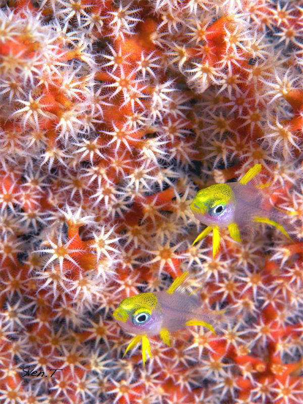 Cool twins... by Sven Tramaux 