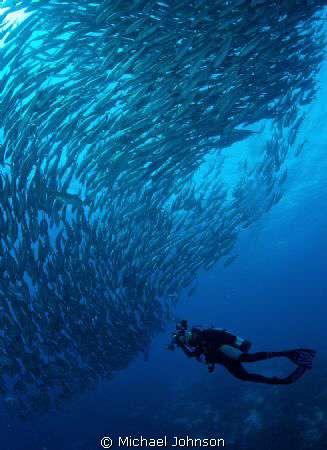 Schooling Jacks off the Island of Bohol in the Philippines by Michael Johnson 
