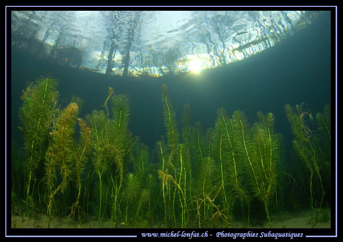 Freshwater Atmosphere... Que du bonheur... :O)... by Michel Lonfat 