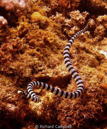 seasnake--sealife DC1000... by Richard Campbell 