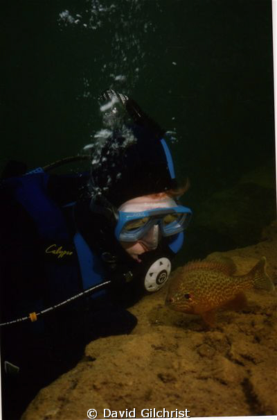 Diver & Pumpkinseed Sunfish, by David Gilchrist 