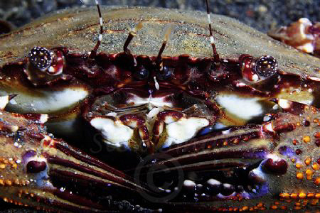 crab facial by Stew Smith 