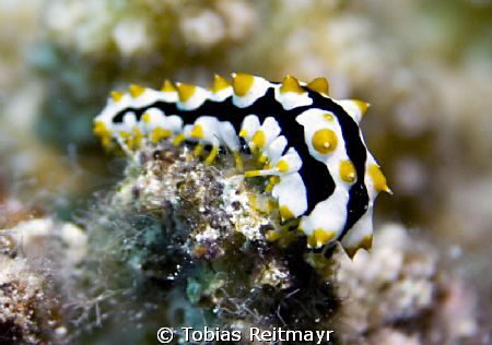 Is it a nudi? More a juvenile Graeff´s sea cucumber...Abu... by Tobias Reitmayr 