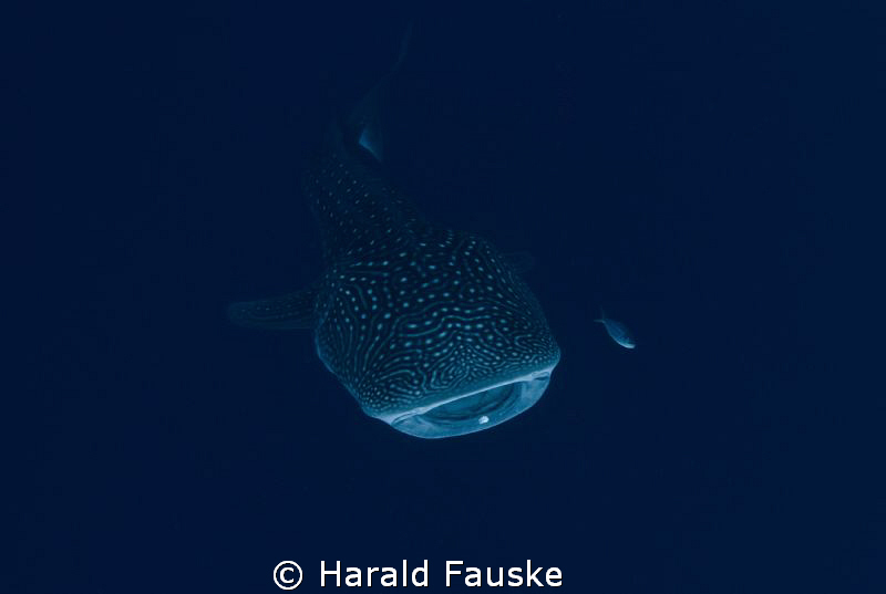 Picture taken in Sogod Bay, philippines. by Harald Fauske 