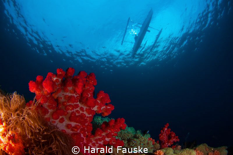 On the end of the dive, this outrigger appeared on the su... by Harald Fauske 