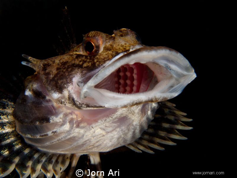 Short-spined sea scorpion - (Myoxocephalus scorpius)
Pho... by Jorn Ari 