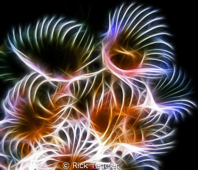 Tube worms by Rick Tegeler 