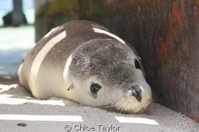 Abrolhos Islands by Chloe Taylor 