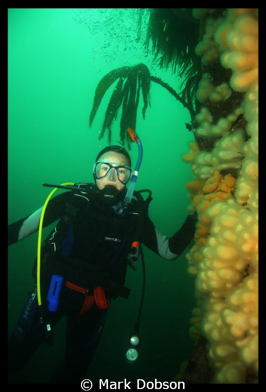 Diving off the Farne Islands  UK 2006. Kelp and dead men'... by Mark Dobson 