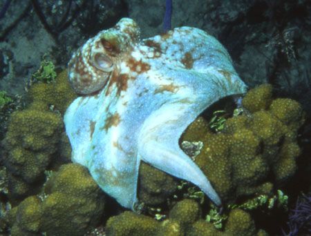 Found on his throne at night in the Bahamas. by David Spiel 