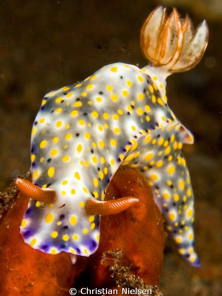 Nudibranch posing in North Bali. Olympus E330, 50mm macro... by Christian Nielsen 
