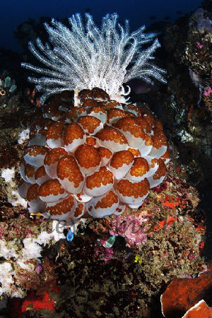 Something different from Lembeh by Stew Smith 