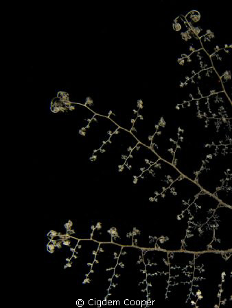 Basket star by Cigdem Cooper 