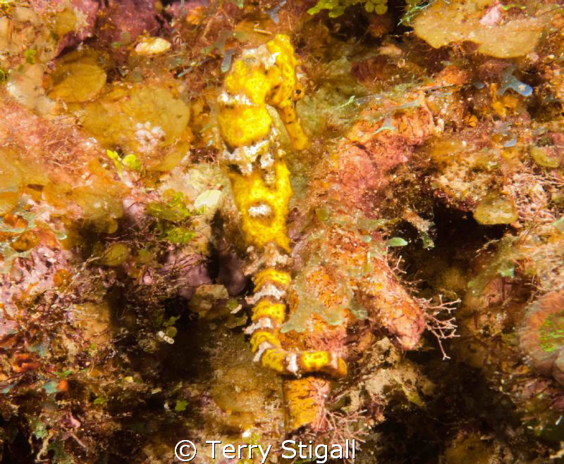 Just trying to blend in. by Terry Stigall 
