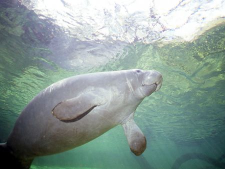 I used a Nikonos V with a 15mm lens to capture this shot ... by Robyn Churchill 