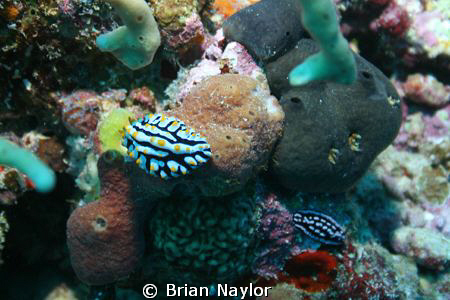 just another nudie by Brian Naylor 