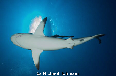 Black Tip Reef Shark in Palau by Michael Johnson 