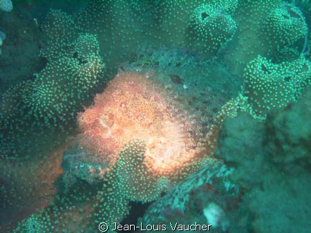 Scorpionfish flashing its body. by Jean-Louis Vaucher 
