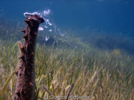 sperm to give life by Giorgos Michailidis 