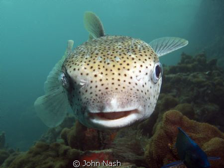 Puffer fish, by John Nash 