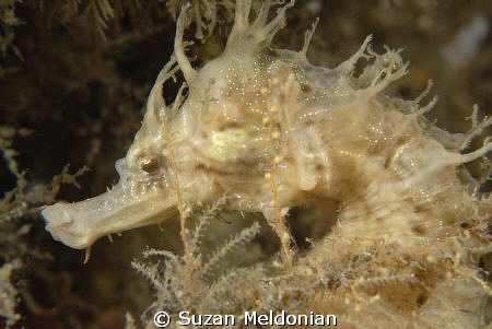 I love Seahorses. So delicate. The intricasies within the... by Suzan Meldonian 