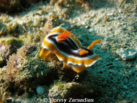 Chromodoris Magnifica if I got it right! So many species.... by Donny Zarsadias 