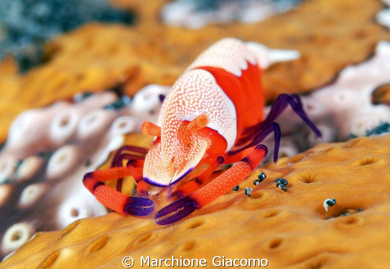 Imperator
Lembeh strait
Nikon D200. 105 micro nikon, tw... by Marchione Giacomo 