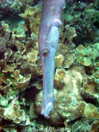 Trumpetfish hunting by Jean-Louis Vaucher 