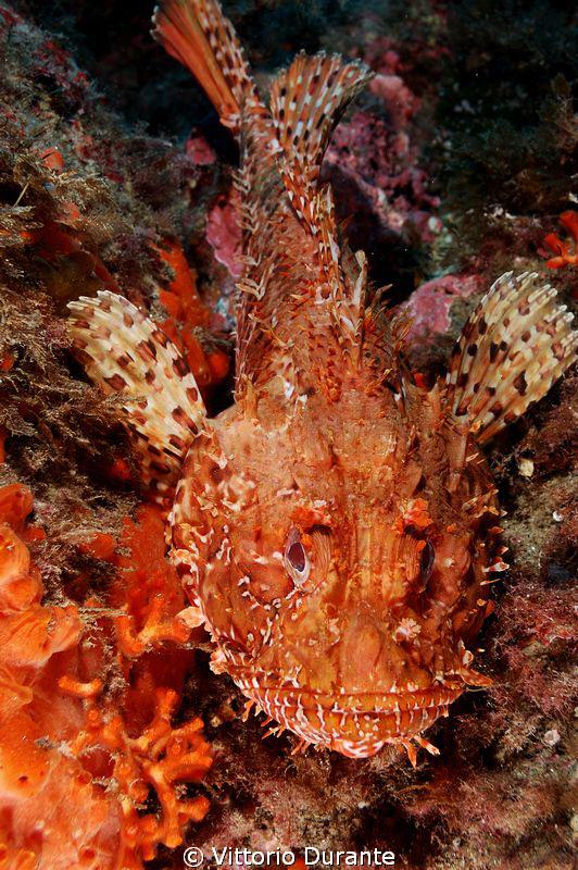 Red scorpion fish by Vittorio Durante 
