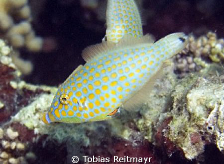 Harlequin Filefish, El Sawaky Beach, Hurghada. Freediving... by Tobias Reitmayr 