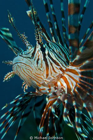 Lyon Fish near Bohol in the Philippines by Michael Johnson 