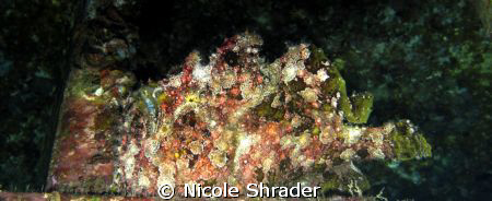Commerson's Frogfish by Nicole Shrader 