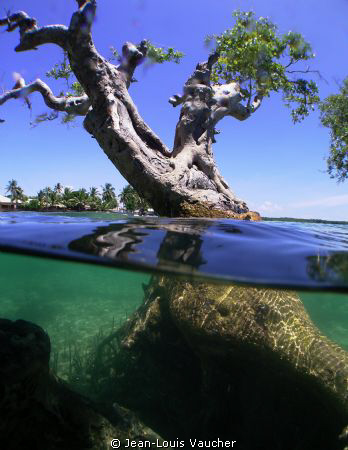 Mangrove in Padre Burgos by Jean-Louis Vaucher 