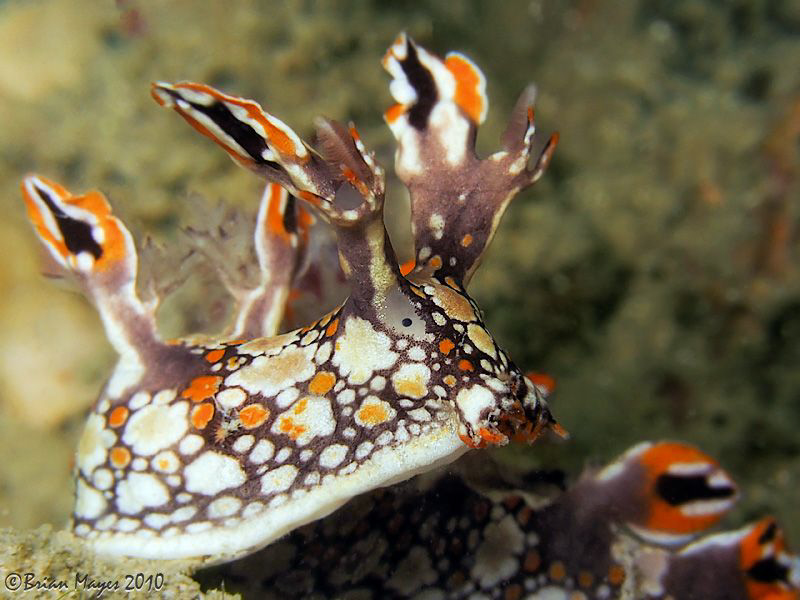 The beast (Bornella anguilla) turning circles by Brian Mayes 
