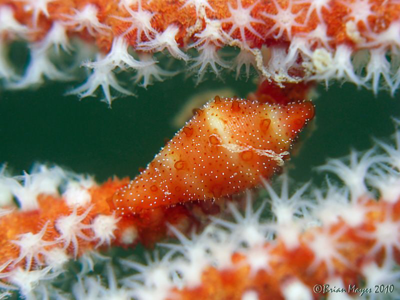 Allied Cowrie (Crenavolva striatula) by Brian Mayes 